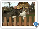 Katze am Zaun