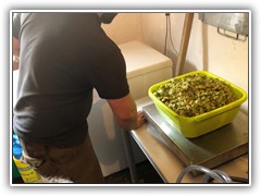 Der Hopfen wird gewogen