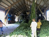 Der Hopfen wird von den Ranken entfernt