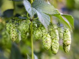 Hopfen