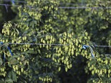 Hopfen ganz oben. Zu viel Sonne ist auch nicht gut