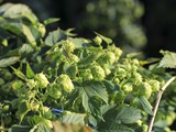 Hopfen