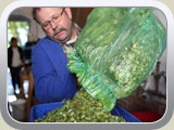 Hopfen