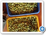 Hopfen aus der Hollerdau
