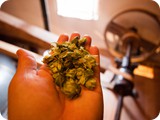 Hopfenblüten auf der Hand