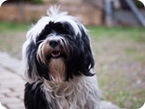 Nachbarhund