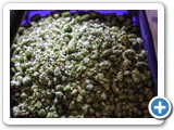 unser Hopfen