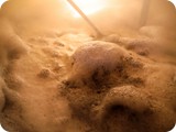 Unser Bier - wird hoffentlich noch appetitlicher
