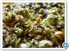 Unser Hopfen aus der Holledau