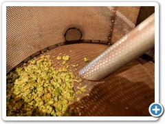 Hopfen am Abkühlbecken. Gibt ein gutes Hopfenaroma