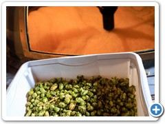 Unser Hopfen